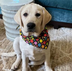 Meet your Posher, Dessa